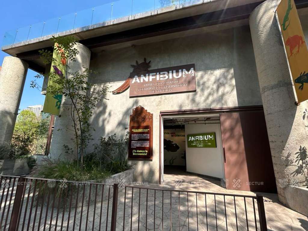 museos-nuevos-en-cdmx-museo-del-ajolote