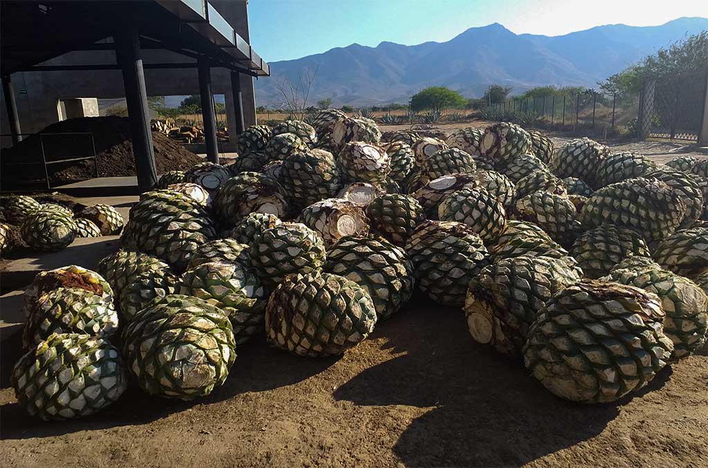 Amarás Experience 2023: Un festival para conocer la riqueza del mezcal 4