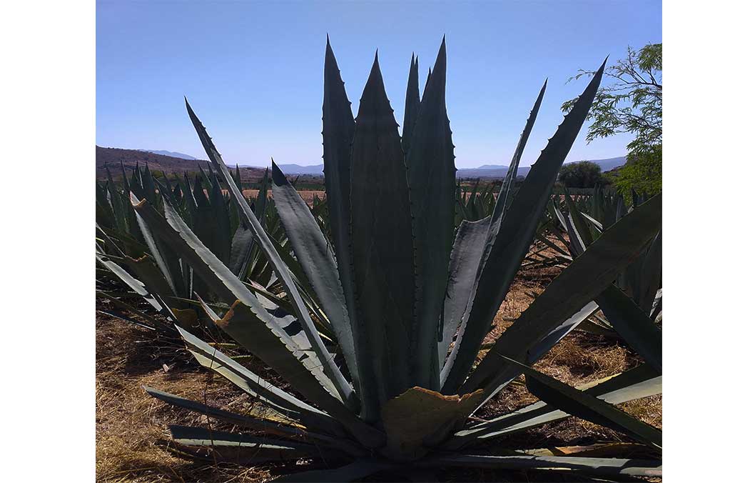 Amarás Experience 2023: Un festival para conocer la riqueza del mezcal 1