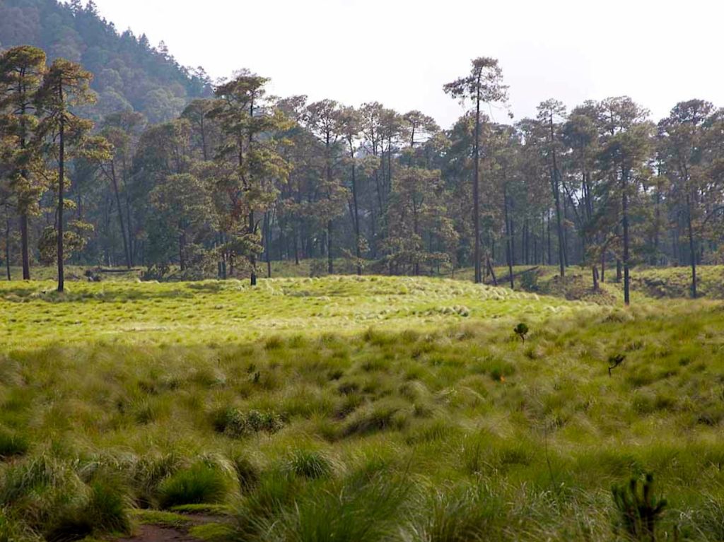 Conoce las colonias más “verdes” de la CDMX: Santa Fe a CU