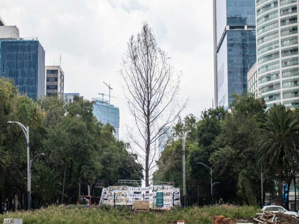 ¡Es un hecho! Retirarán el ahuehuete de Reforma y lo sustituirán por otro