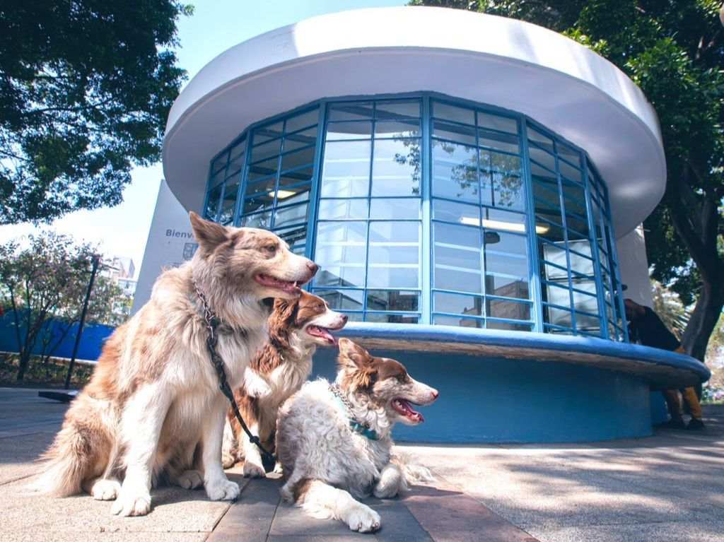 ¡Entérate! Hay nueva clínica veterinaria gratuita en Jardín Pushkin