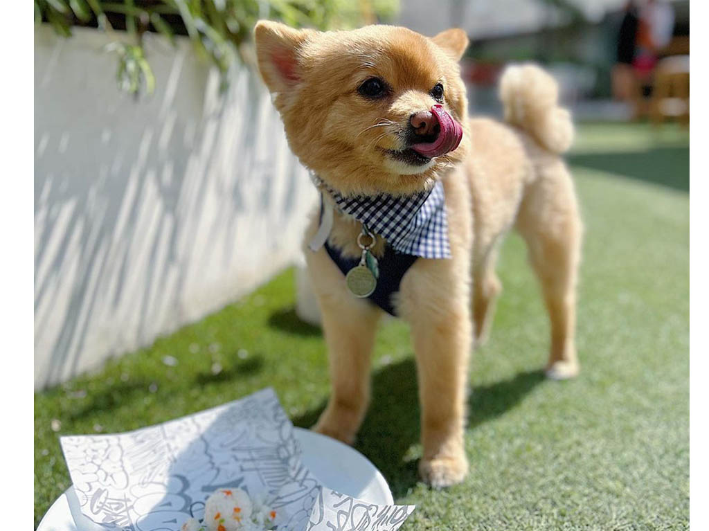 wooftop-perrito