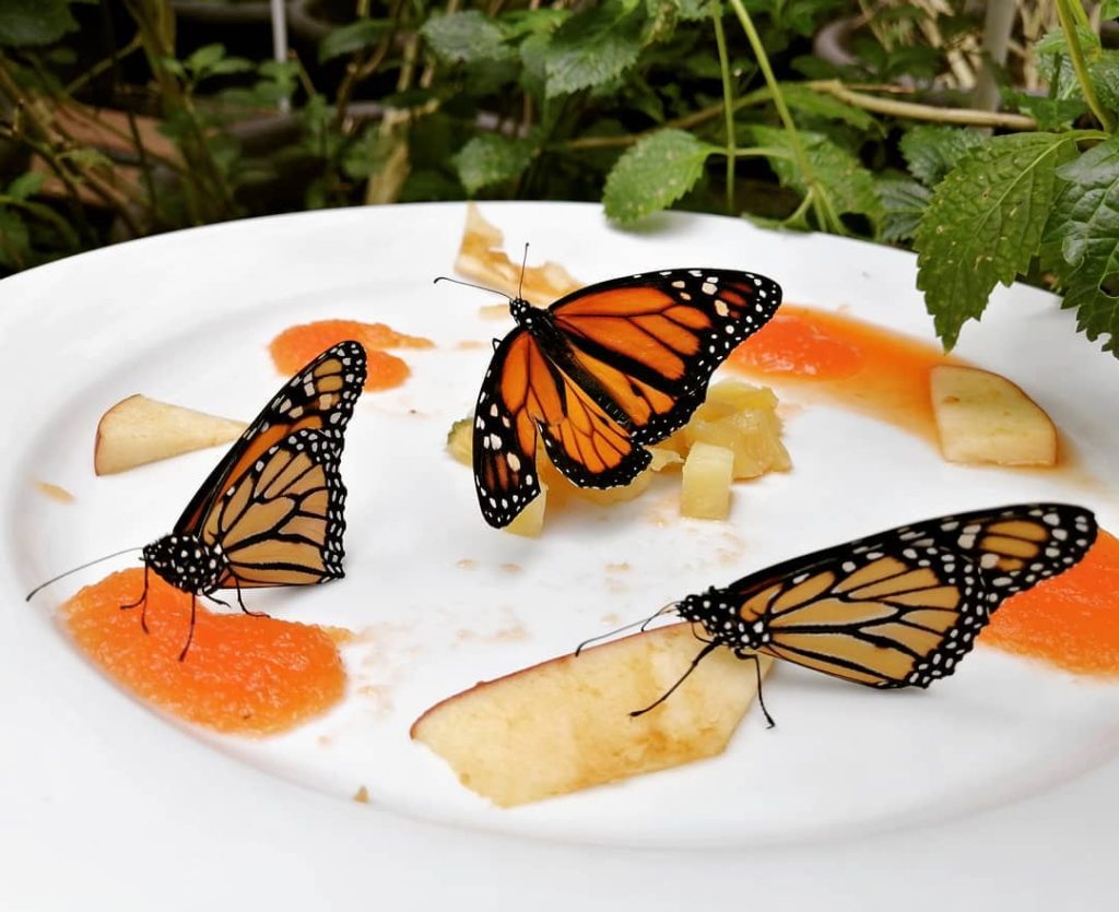 Mariposas monarca 