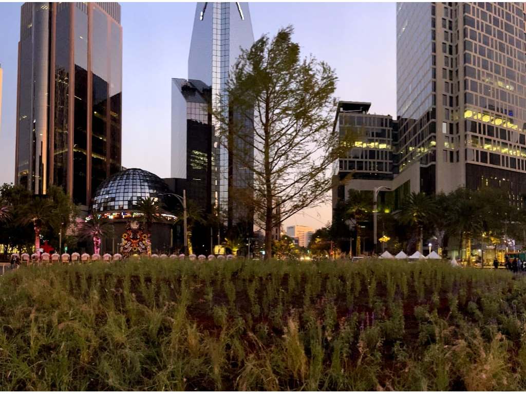 Ahuehuete en Paseo de la Reforma