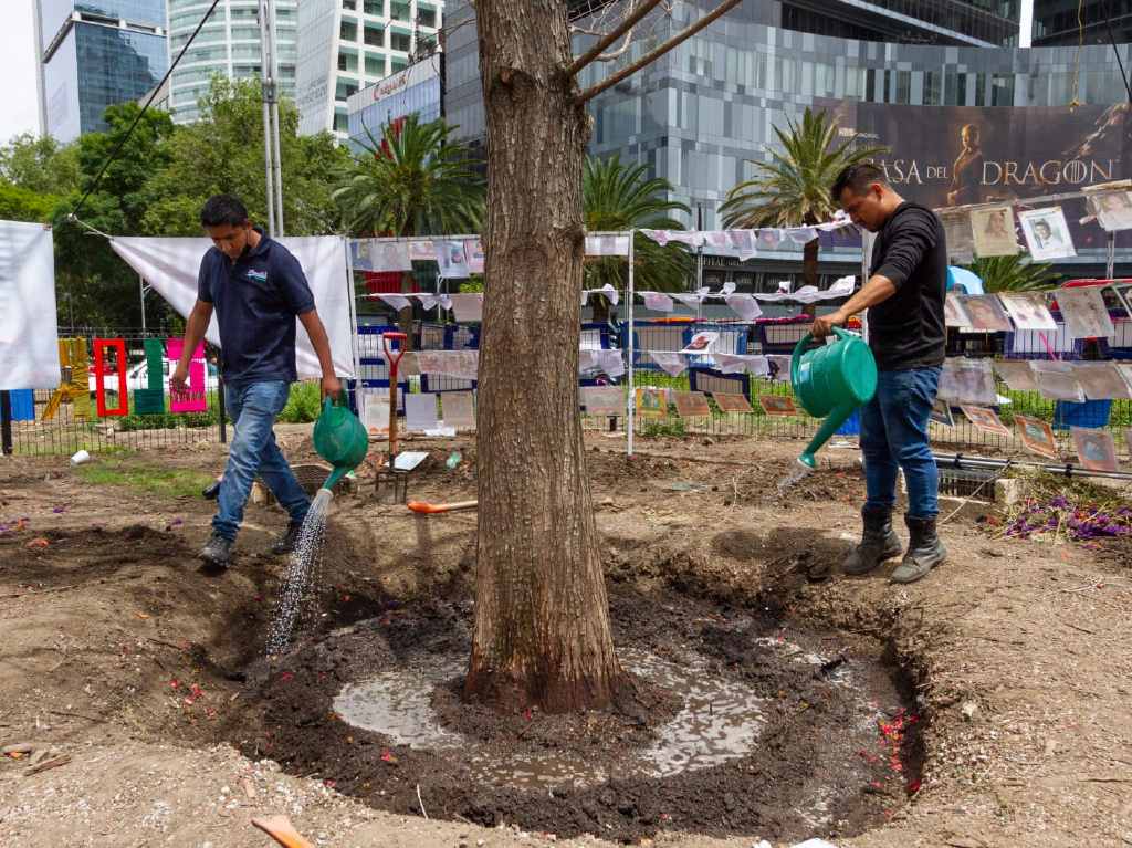 Ahuehuete en CDMX