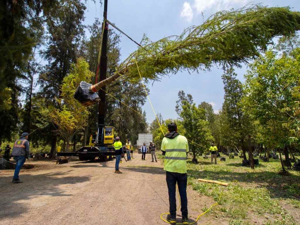 Nuevo Ahuehuete en la Glorieta de Paseo de la Reforma