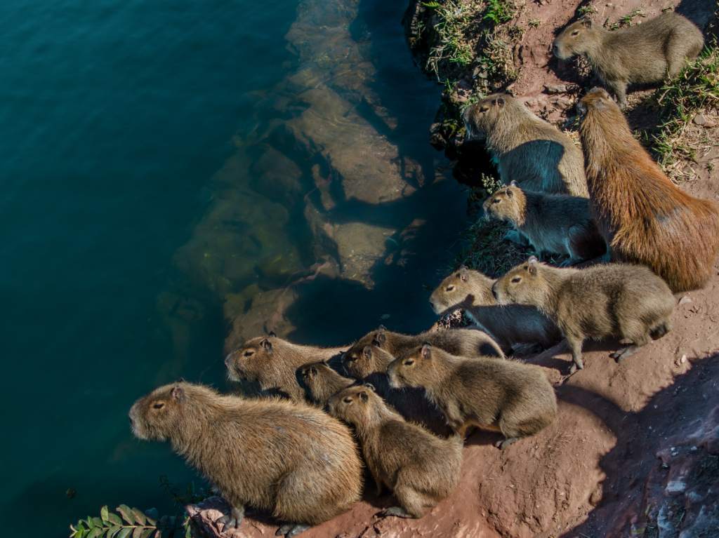 capibaras en manada