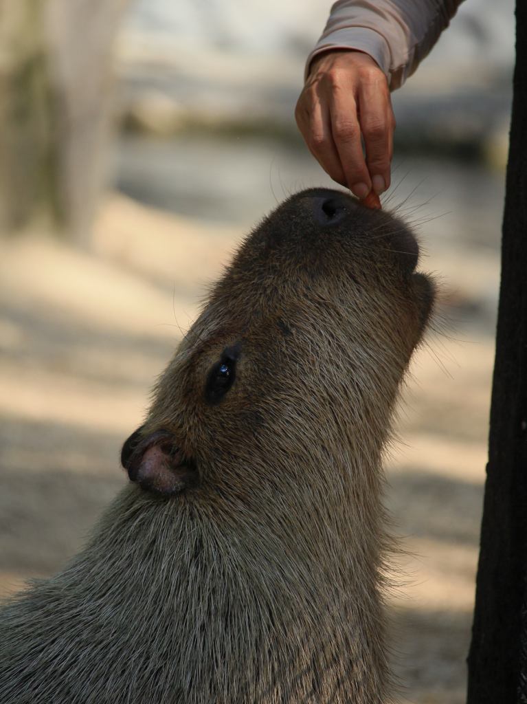 dónde ver capibaras en cdmx 