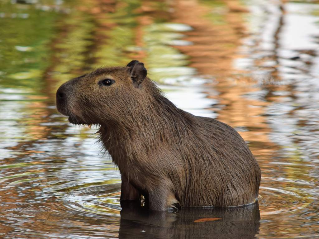 Dónde ver capibaras en CDMX, lánzate a conocerlos