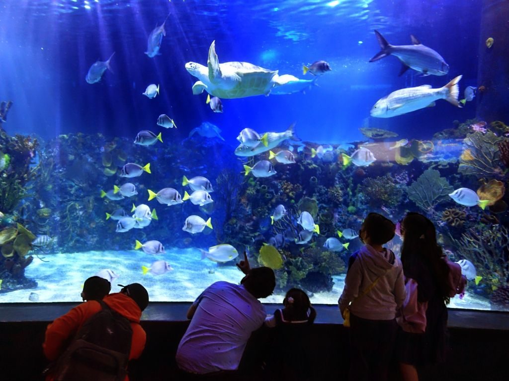 Cuánto cuesta visitar el Acuario Inbursa en CDMX | Dónde Ir Cuánto cuesta visitar el Acuario Inbursa en CDMX | Dónde Ir