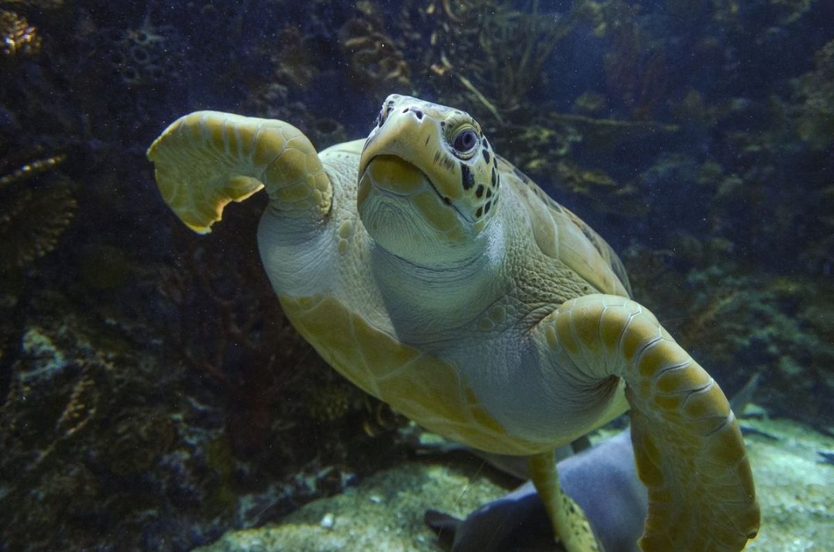 cuanto-cuesta-visitar-el-acuario-inbursa-en-cdmx-6