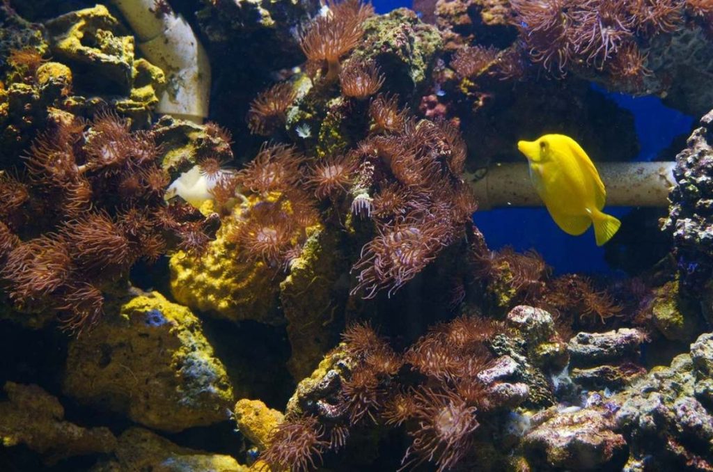 Acuario Interactivo en La Miguel Hidalgo