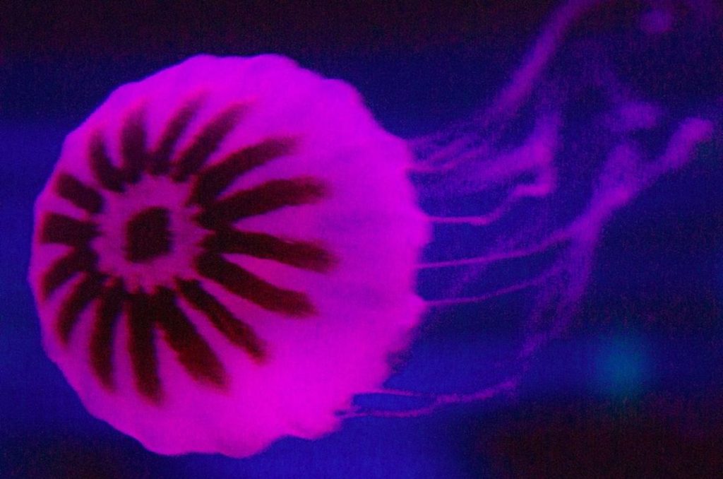 Conoce este laberinto de las medusas en CDMX