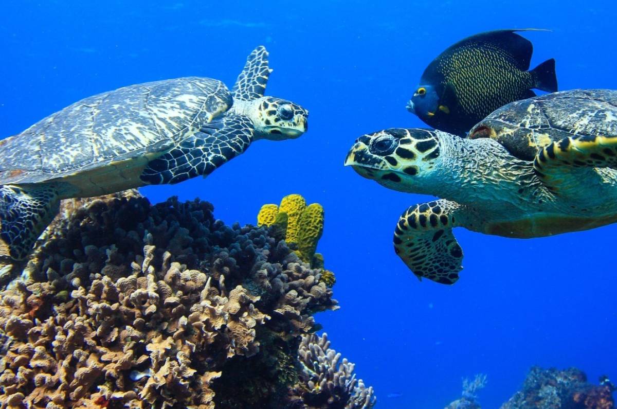 Cuánto cuesta visitar el Acuario Inbursa en CDMX