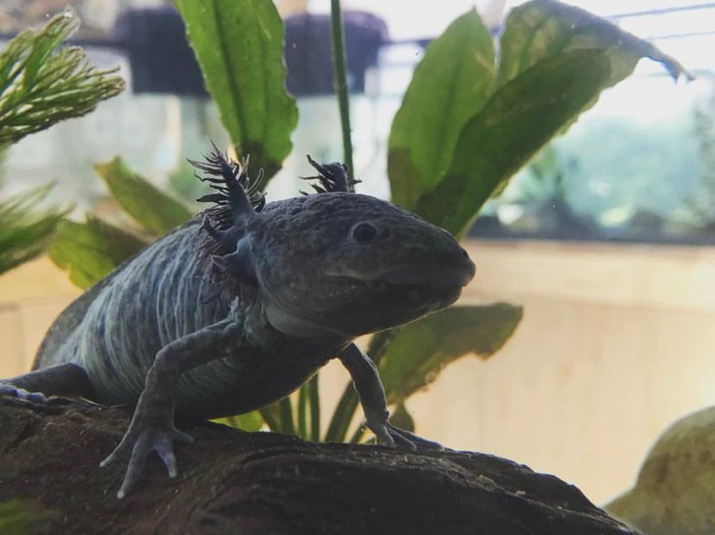 Axolotitlán: Museo Nacional del Ajolote