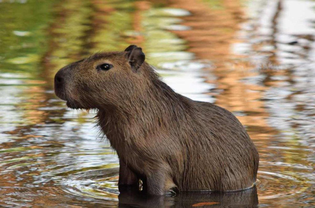 Dónde ver capibaras en CDMX