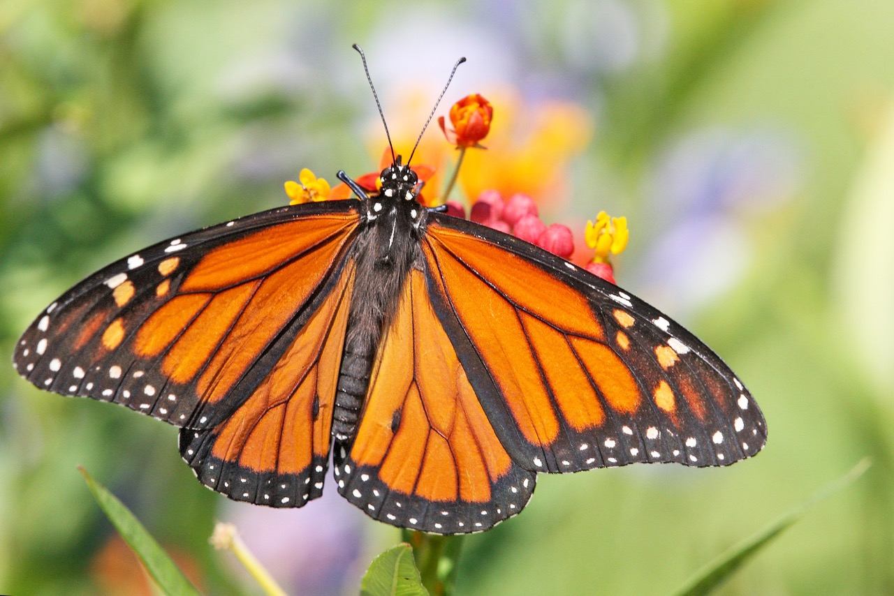 ¡Vuela, vuela! Los mejores mariposarios de la CDMX