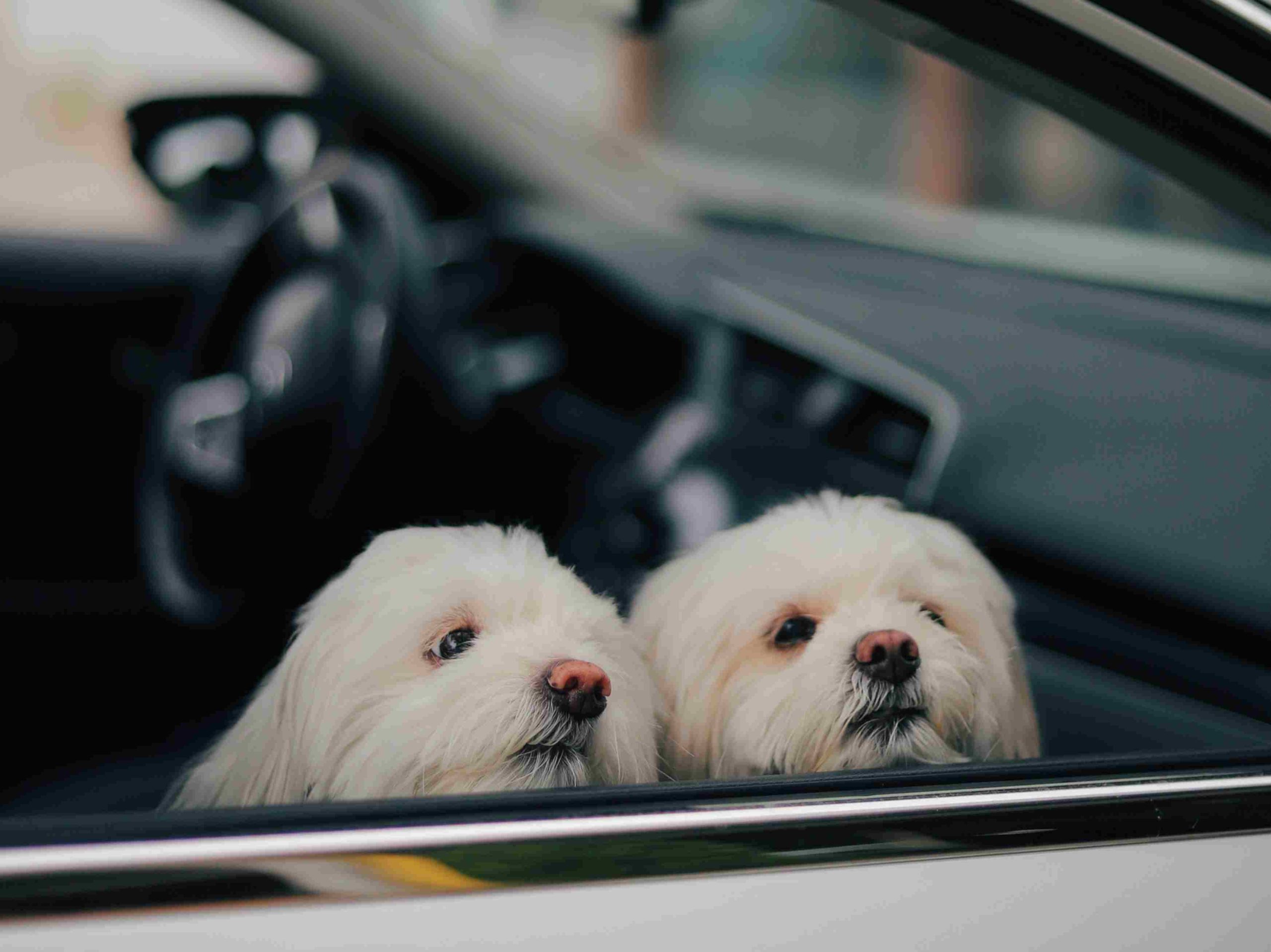 Multas en CDMX por viajar en auto con tus mascotas