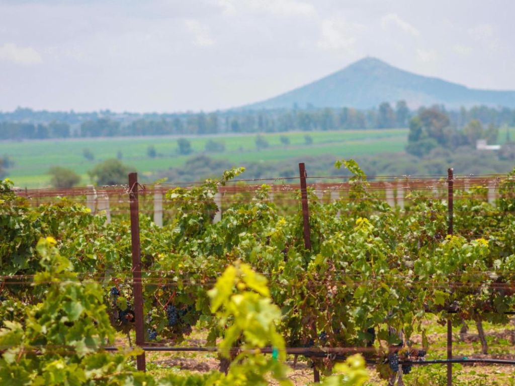 actividades-aire-libre-vinedo-queretaro