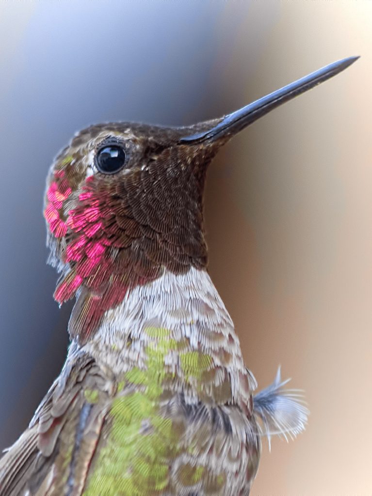 Adopta un Colibrí