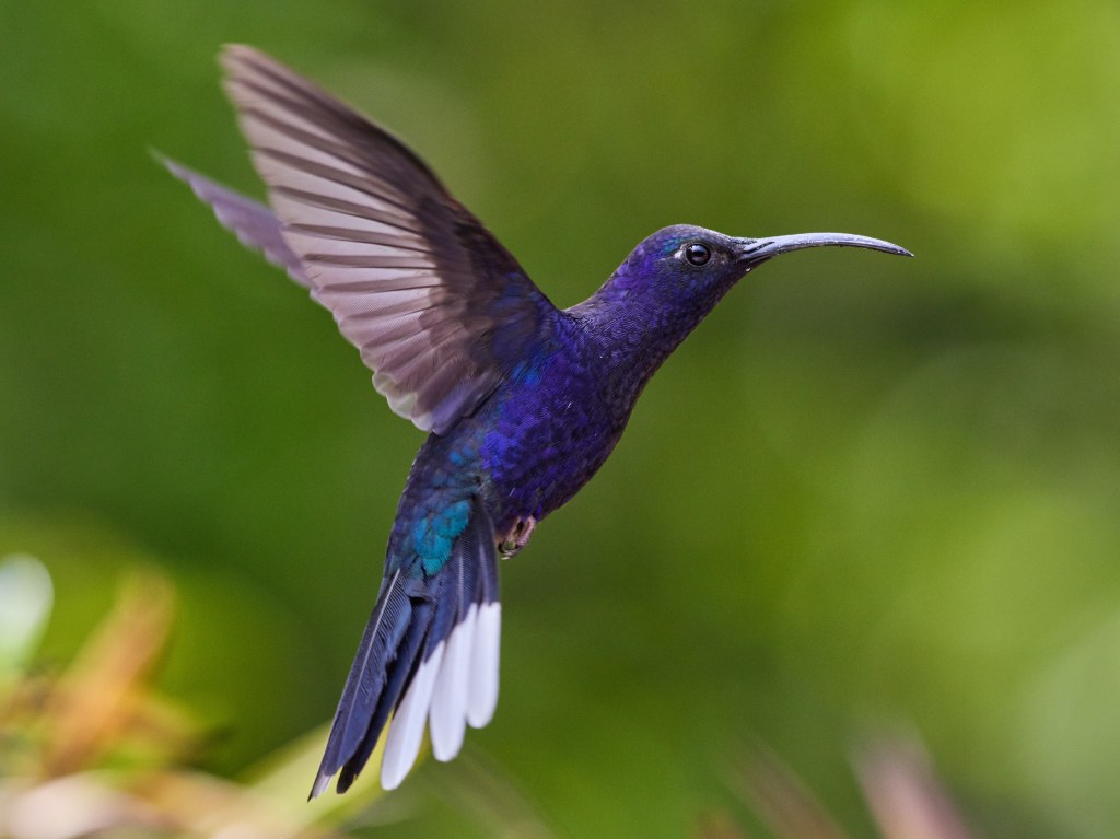 Adopta un Colibrí: así es el Santuario de Colibríes en Parque Naucalli