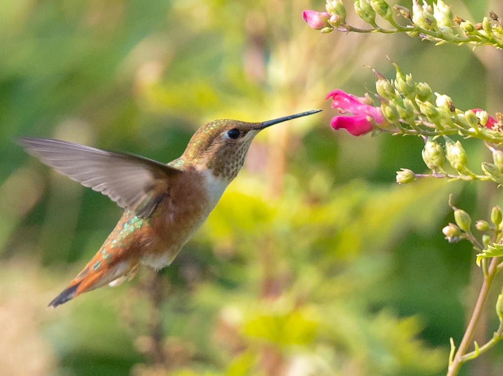 Adopta un Colibrí