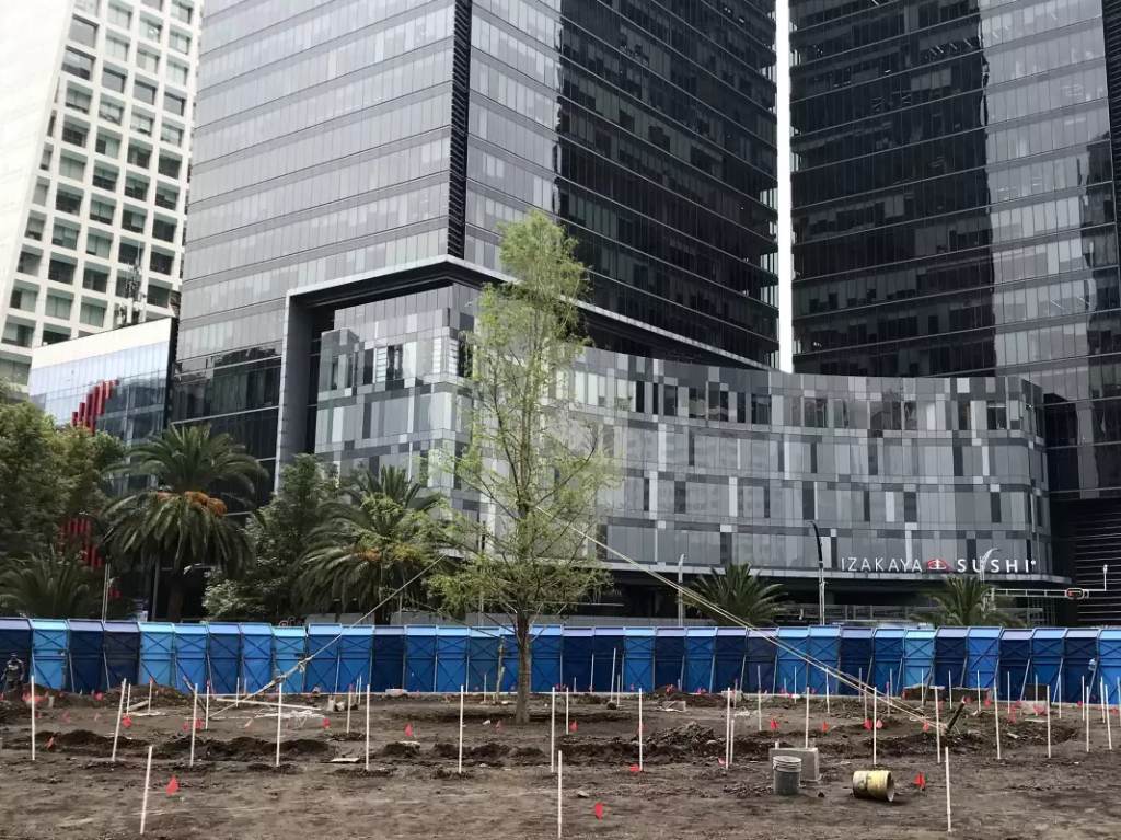 Ataque al nuevo ahuehuete de Paseo de la Reforma