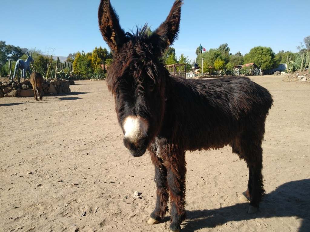 Burrolandia Estado de México