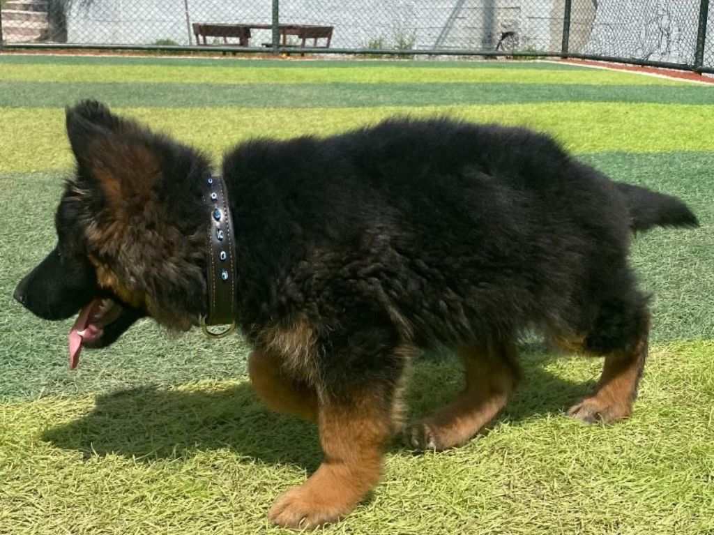 Llega nuevo perrito rescatista turco