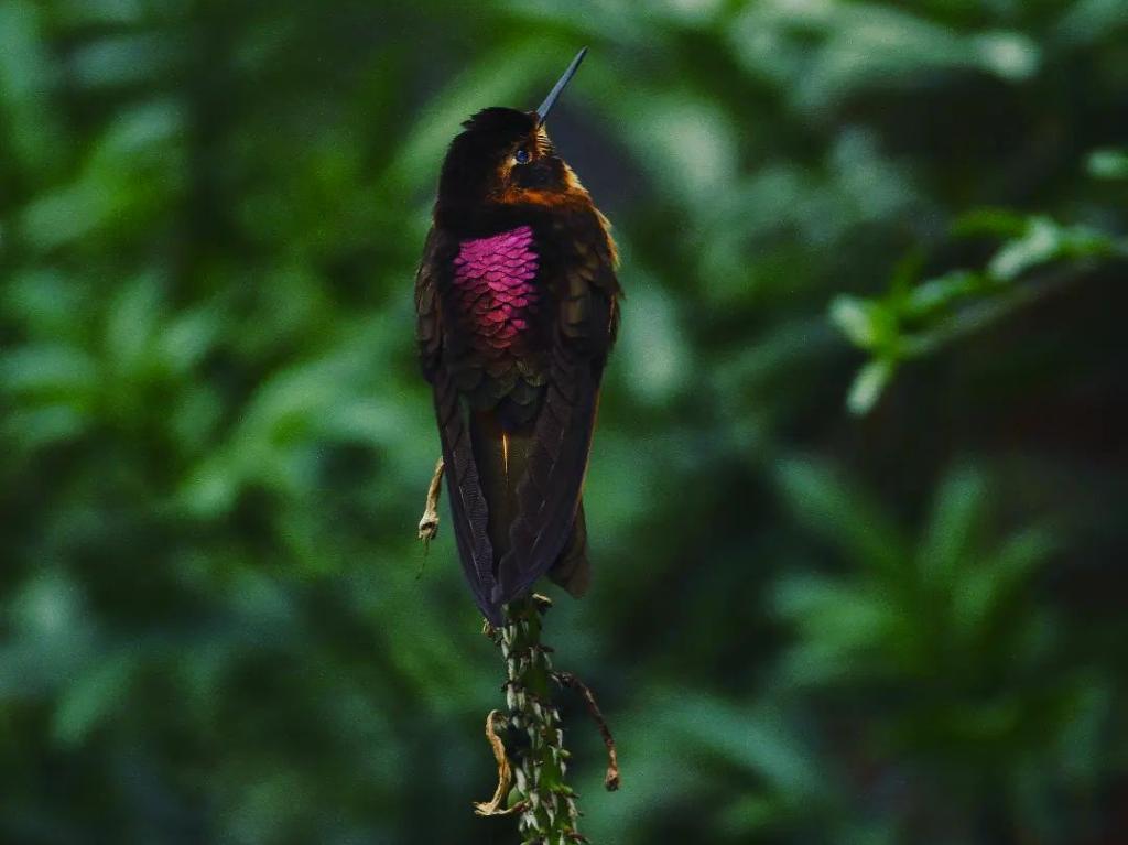 Colibríes