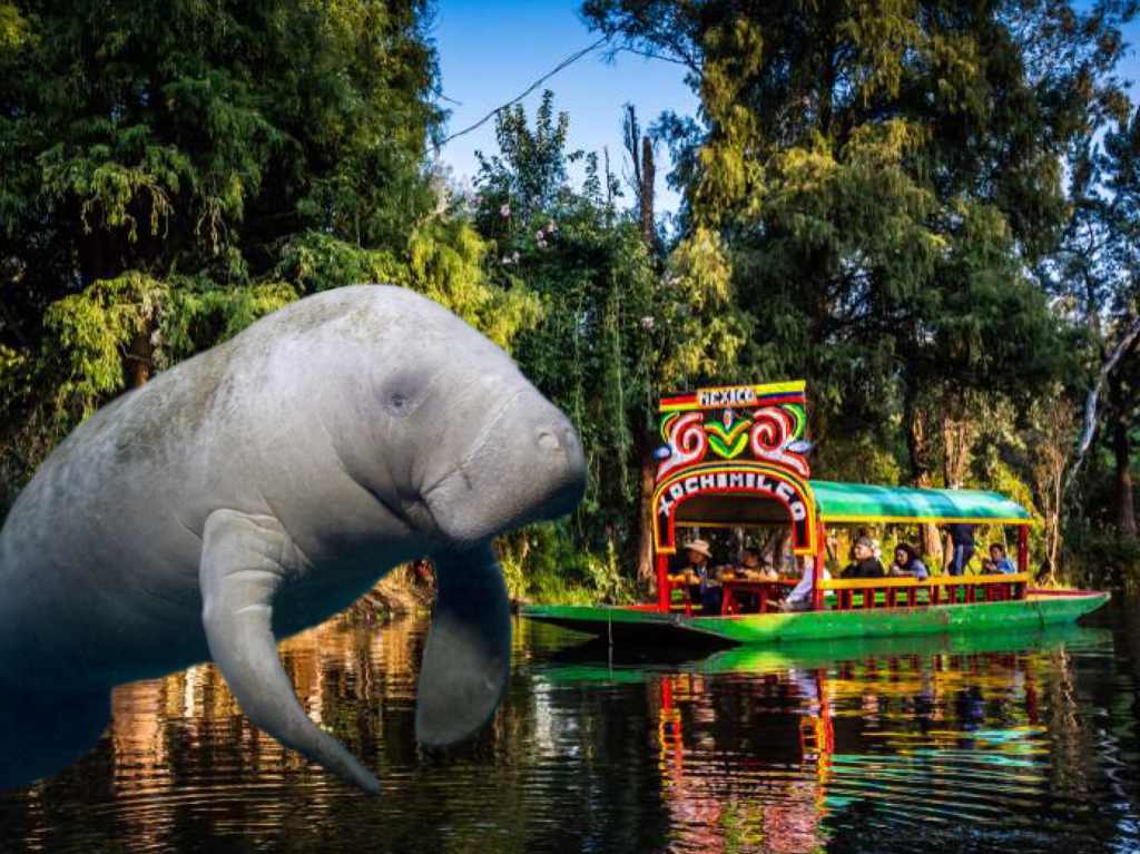 Cuando había manatíes en el Lago de Xochimilco ¿qué les pasó?