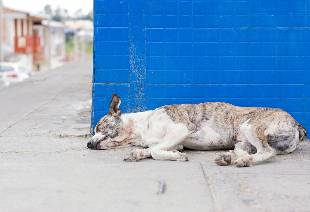 Can Fest celebrará el Día Internacional del Perro sin Raza en CDMX, con servicios y actividades gratuitas.