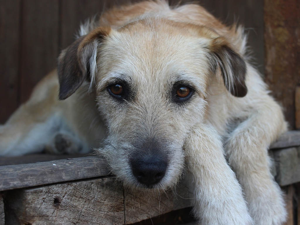 Can Fest celebrará el Día Internacional del Perro sin Raza en CDMX