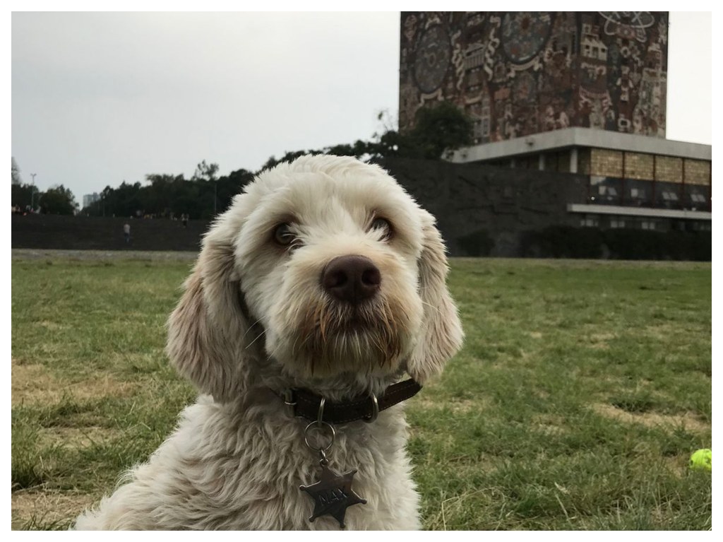 Veterinaria, caminatas y más.