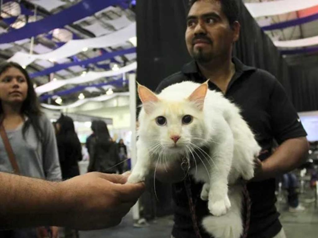 expo vive gatito 2023