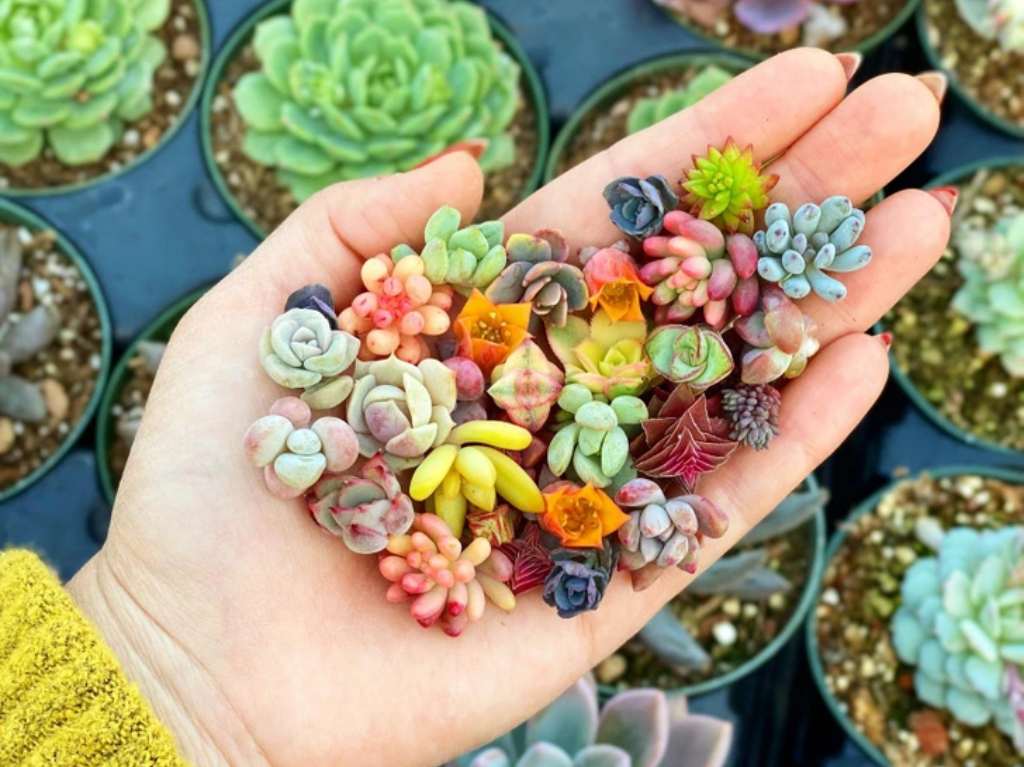 Corre al Festival de Cactáceas en CDMX ¡Es GRATIS y habrá muchas plantitas!