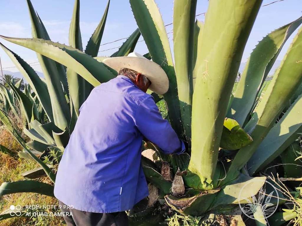 Feria del Pulque, la Salsa y el Nopal 2023