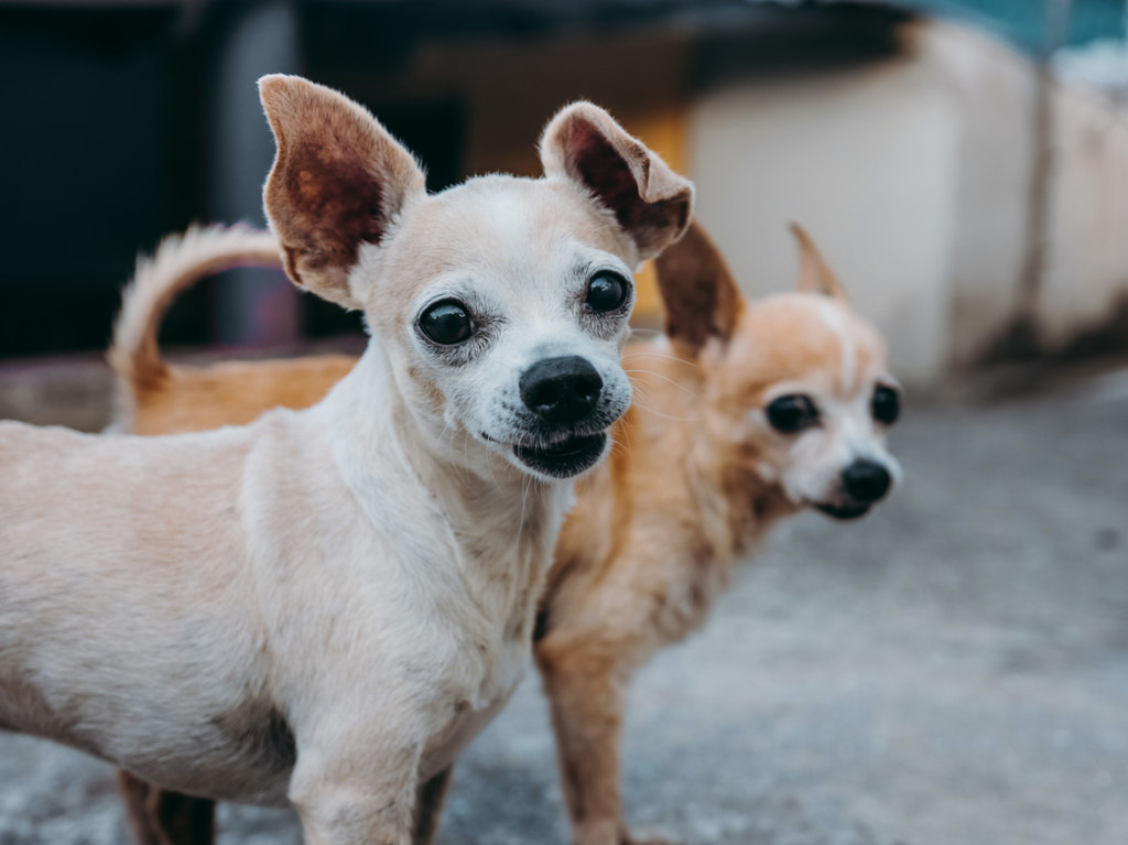 Promueven iniciativa en CDMX para castigar a personas que tengas a sus perros en azoteas