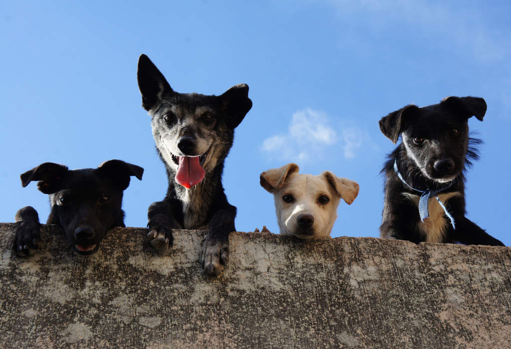 Promueven iniciativa de reforma para castigar a personas que abandonen a perros en azotes en CDMX