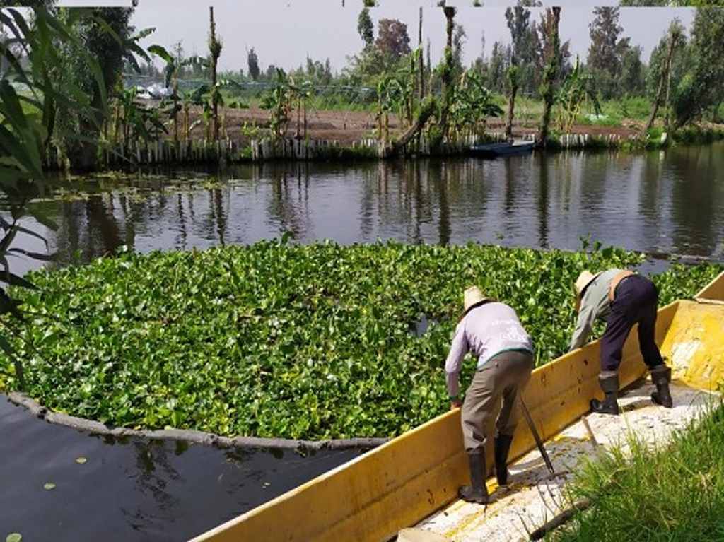 lirio xochimilco