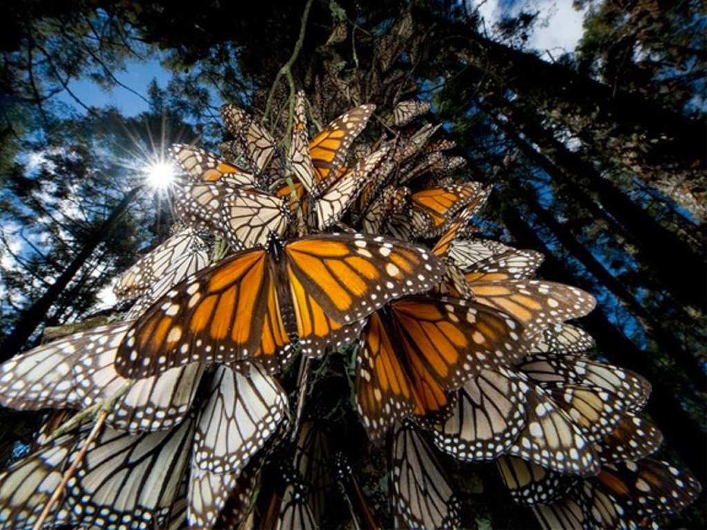 mariposas monarca en La Mesa