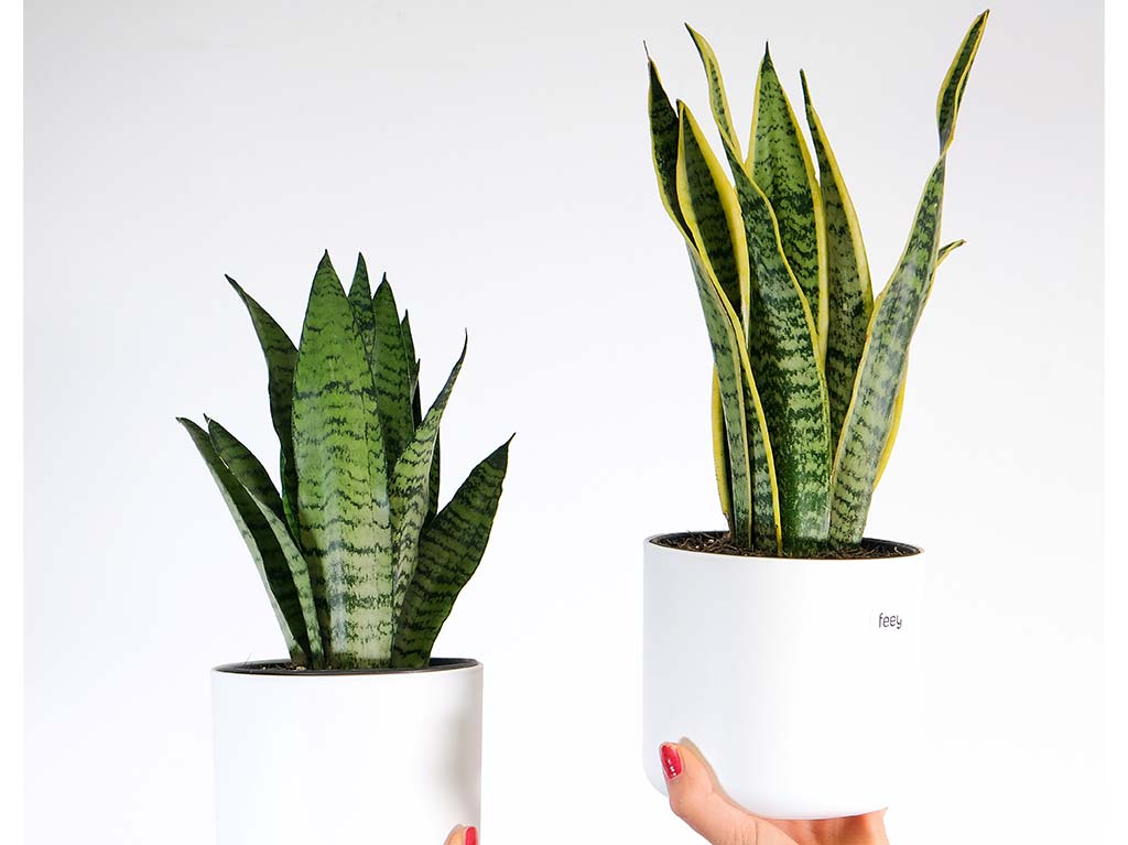 Sansevieria o lengua de suegra