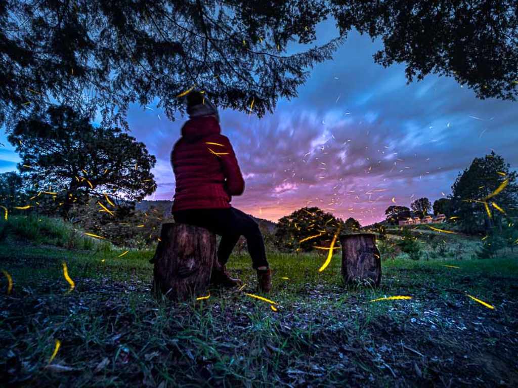 Lánzate a ver luciérnagas al santuario Canto del Bosque en Tlaxcala