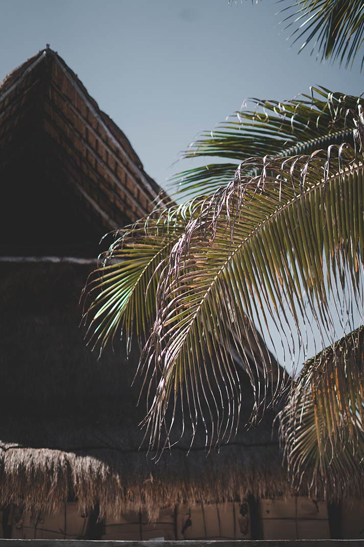 tulum-beach-club-mia-palmas-cocoteras