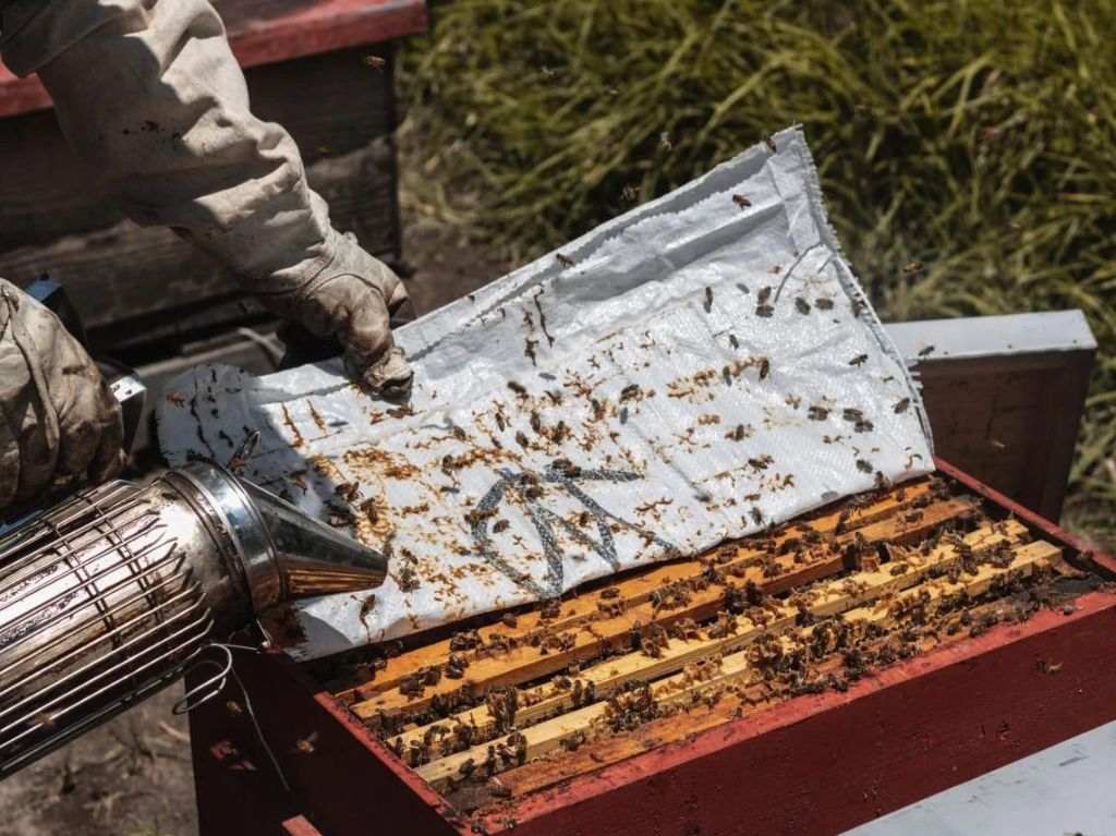 Glamping Rancho La Soledad: luciérnagas, pulque y apiturismo en Tlaxcala 0