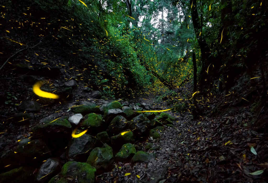 Bosque Esmeralda, un sitio familiar y tranquilo cerca de CDMX