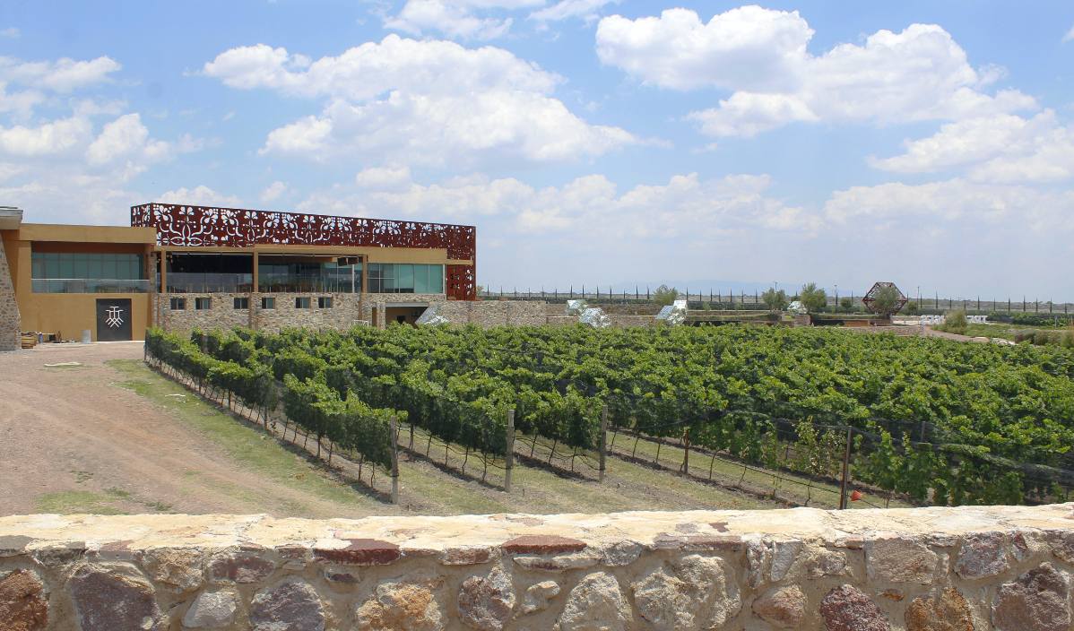 Viñedo Tres Raíces en Guanajuato
