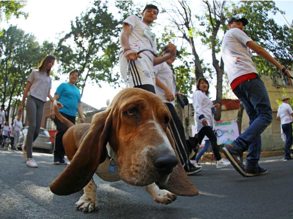 carrera de perros UNAM 2023