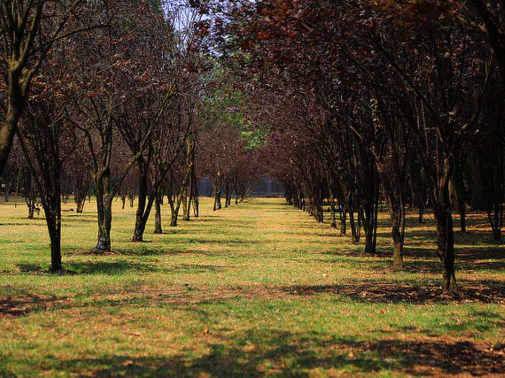 Dónde Ir gratis en CDMX- Viveros de Coyoacán 